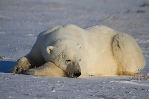A polar bear lying down with paws stretched and taking a nap Stock Photos