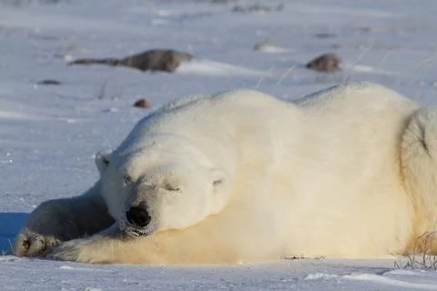 A polar bear lying down with paws stretched and taking a nap Stock Photos