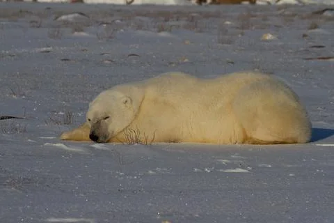 A polar bear lying down with paws stretched and taking a nap 스톡 사진