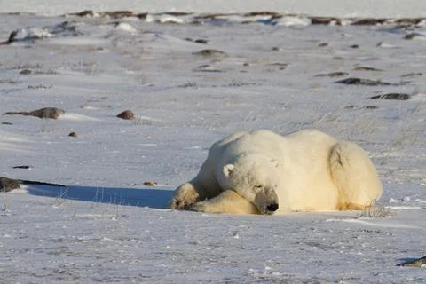 A polar bear lying down with paws stretched and taking a nap Stock Photos