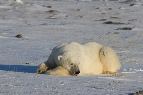 A polar bear lying down with paws stretched and taking a nap Stock-Fotos
