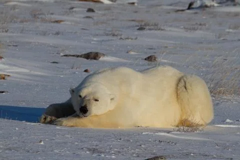 A polar bear lying down with paws stretched and taking a nap Stock Photos