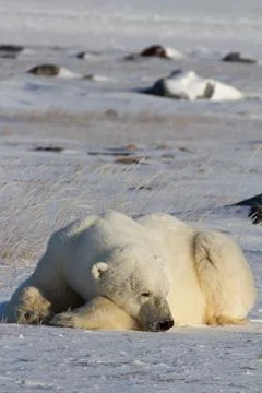 A polar bear lying down with paws stretched and taking a nap Stock Photos