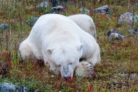 Polar bear lying down Stock Photos