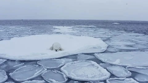 Polar bear lying on ice floe drifting in arctic waters, approach Stock Footage 197001694