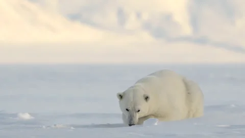 Polar bear lying on ice, looking at camera Stock Footage 321692429