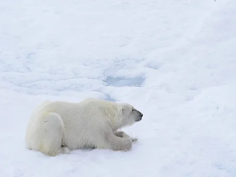 Polar bear lying on sea ice Stock Footage 81305612