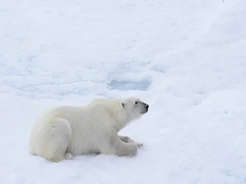 Polar bear lying on sea ice Stock Footage 81306445