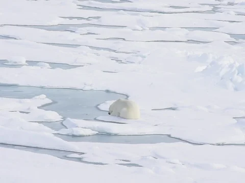 Polar bear lying on sea ice Stock Footage 81307685