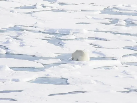 Polar bear lying on sea ice Stockbeeldmateriaal 81308167