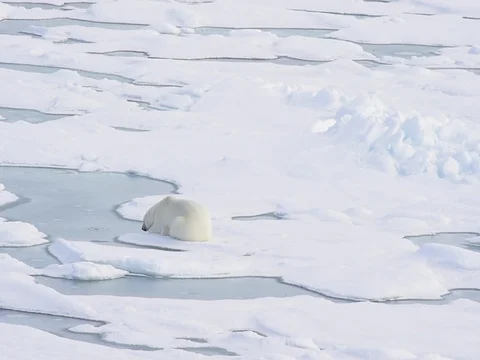 Polar bear lying on sea ice Stock Footage 81308206