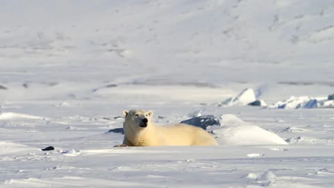 Polar bear lying on snow Stock Footage 321690943