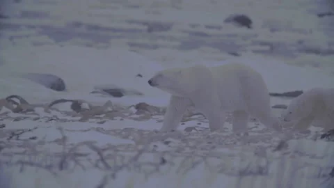 Polar bear  mama walks with cubs along beach Stock Footage 158770486
