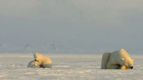 Polar Bear mom sleep while her two Polar bear Bear cubs play around 스톡 동영상 290161282