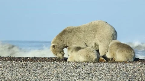 Polar bear mother and two cubs Stock Footage 47005391
