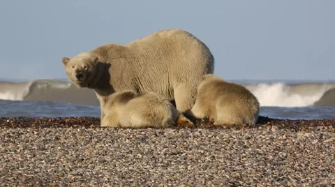 Polar bear mother and two cubs Stock Footage 47005673