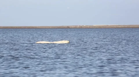 Polar bear mother swimming with two cubs Stock Footage 47005496