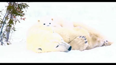 Polar bear mother with two cubs resting in snowy winter landscape hd. Stock-Footage 341137589