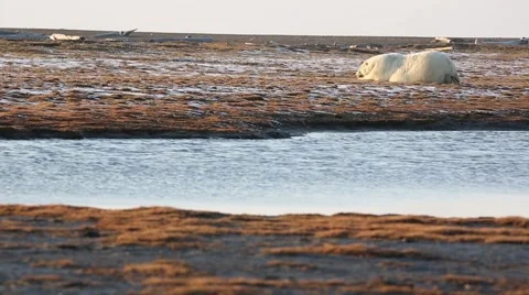 Polar Bear moving head Stock Footage 46971158