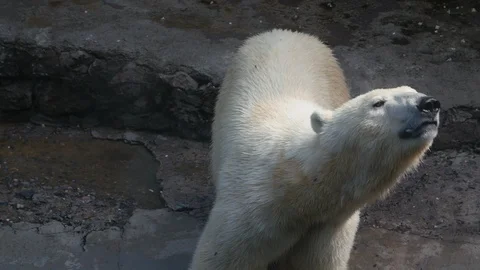 Polar bear moving his head in the zoo's pavilion. Slow motion Видео 107627128