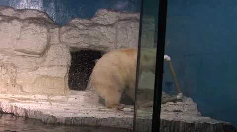 Polar bear moving a lot Video stock 56097202