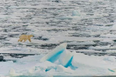 Polar bear on the pack Stock Photos
