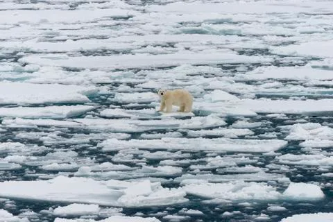Polar bear on the pack Stock Photos