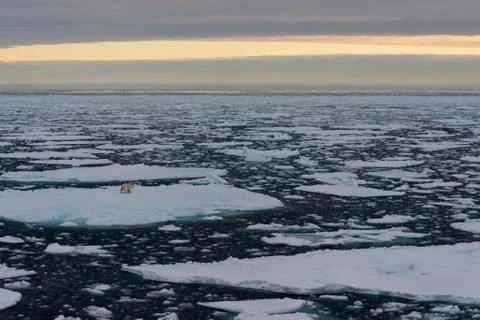 Polar bear on the pack Foto stock