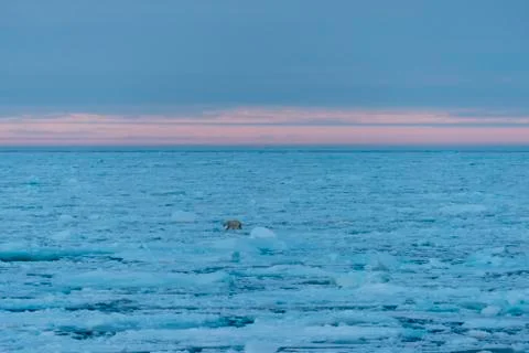 Polar bear on the pack Stock Photos