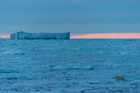 Polar bear on the pack Foto stock