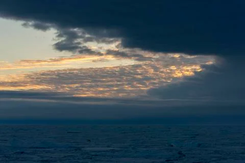 Polar bear on the pack Stock Photos