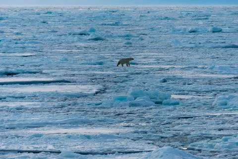 Polar bear on the pack Stock Photos