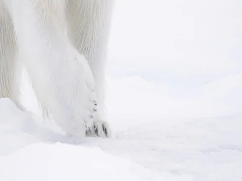 Polar Bear paws walking on pack ice 2 Stock Footage 70812979