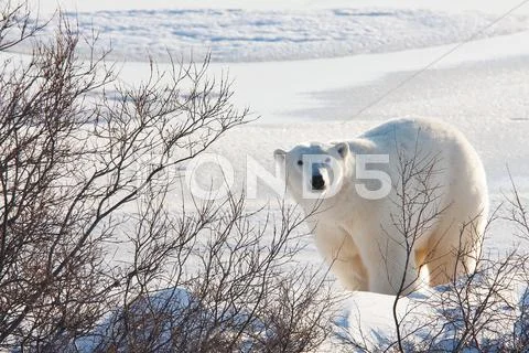 Polar bear Stock Photos