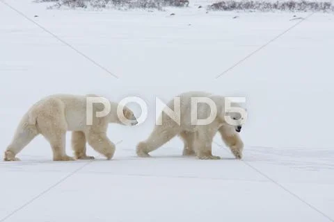 Polar bear Stock Photos
