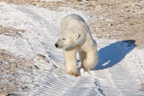 Polar bear Foto stock