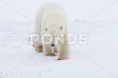 Polar bear Stock Photos