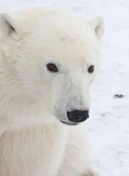 Polar bear Foto stock