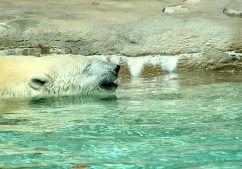 Polar bear Stock Photos