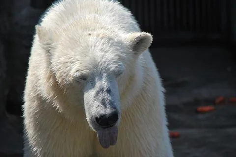 Polar bear Stock Photos