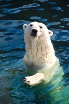 Polar bear Stock Photos