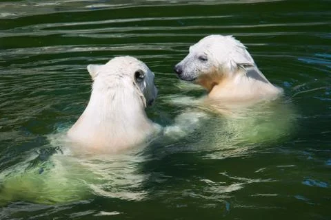Polar bear Stock Photos