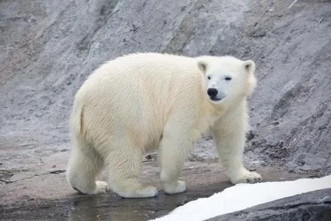 Polar bear Stock Photos