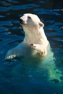 Polar bear Stock Photos