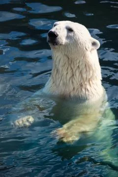 Polar bear Stock Photos