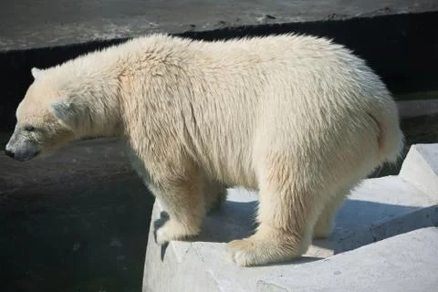 Polar bear Stock Photos