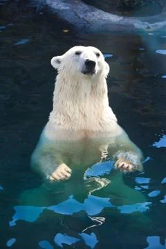 Polar bear Stock Photos