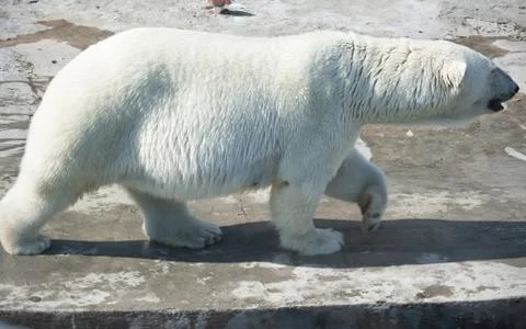 Polar bear Stock Photos