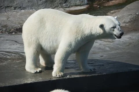 Polar bear Stock Photos