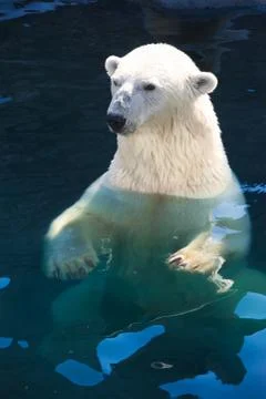 Polar bear Stock Photos